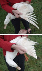 Cómo recortar alas de pato