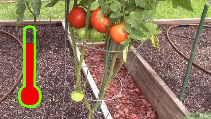 Cómo regar tomates en un invernadero