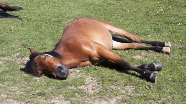 Cómo suelen dormir los caballos