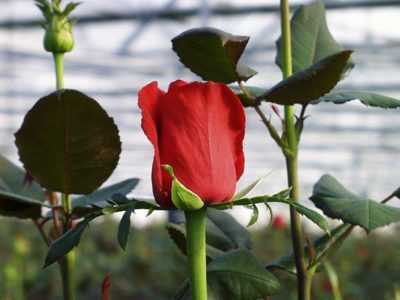 Cómo trasplantar rosas en otoño: una tecnología simple