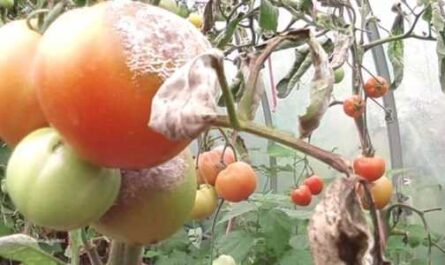 Cómo usar ácido bórico para procesar tomates