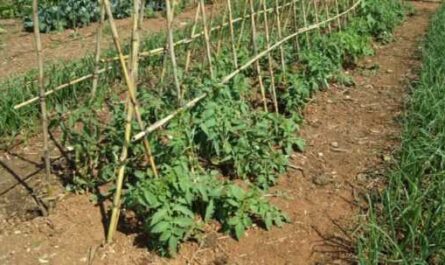 Cómo y por qué se plantan los tomates