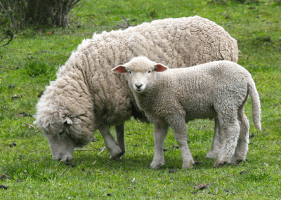 Cordero oveja