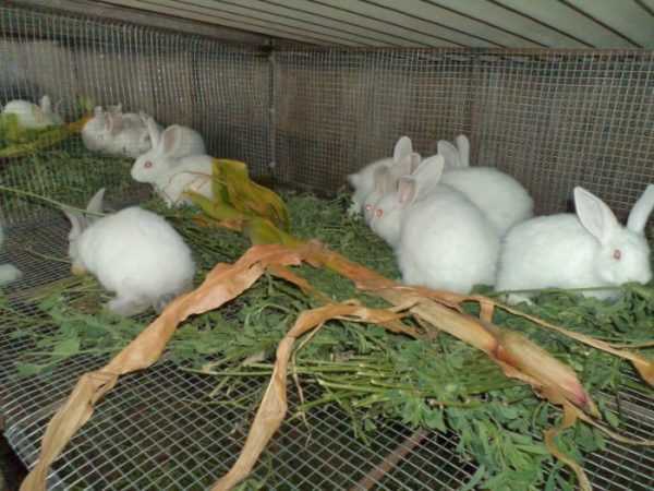 Criando conejos en casa para principiantes
