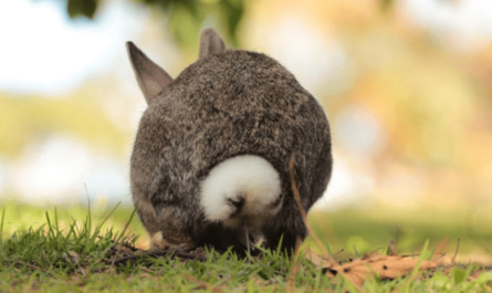 ¿Cuál debería ser el color de la orina en un conejo?