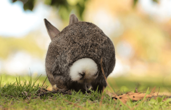 ¿Cuál debería ser el color de la orina en un conejo?