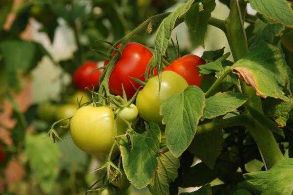 ¿Cuál es el uso de ortigas para alimentar tomates?