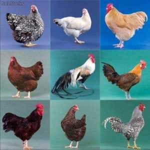 ¿Cuáles son las razas de pollos de engorde?