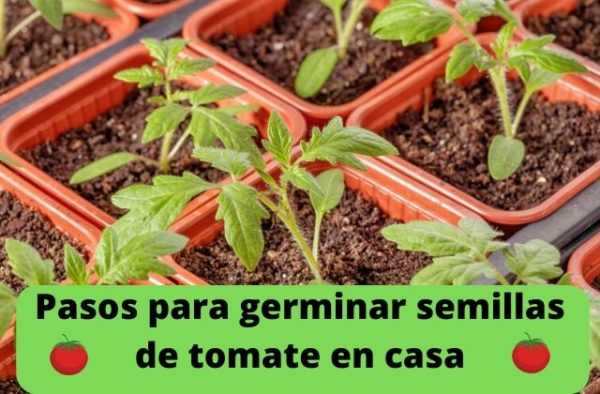 ¿Cuáles son las semillas de tomate empapadas en