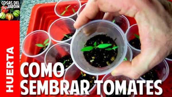 Cuándo y cómo plantar tomates con semillas