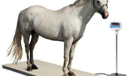 ¿Cuánto debe pesar un caballo?