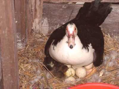 ¿Cuántos patos se sientan en los huevos?