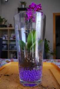 Cuidado de orquídeas en un jarrón y bombilla