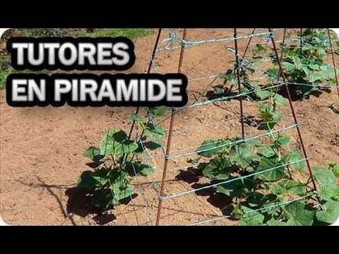 Cultivo de pepinos con una pirámide