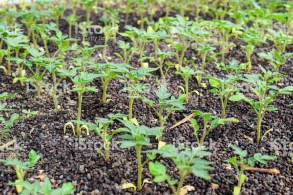 Cultivo de plántulas de tomate en 2018