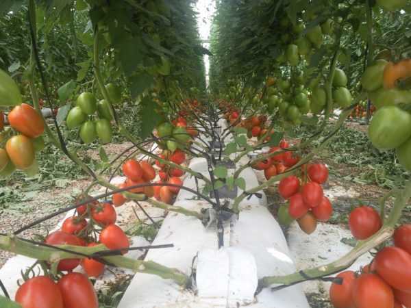 Cultivo de plántulas de tomate sin tierra