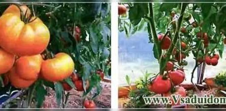 Cultivo de tomates por el método de Galina Kizima
