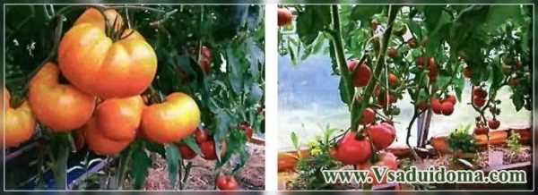 Cultivo de tomates por el método de Galina Kizima