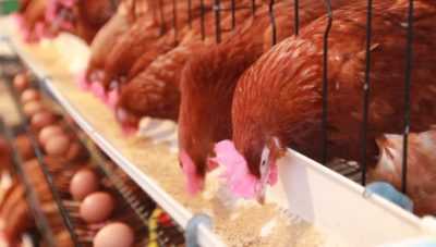 ¿De qué se alimentan las gallinas diarias?