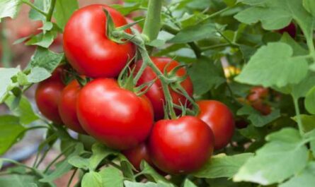 Descripción de la rapsodia del tomate