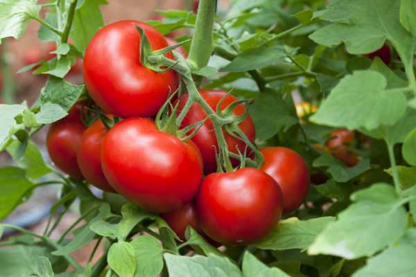 Descripción de la rapsodia del tomate