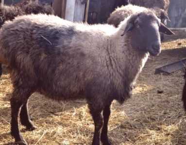 Descripción de la raza de ovejas Edilbayev