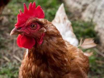 Descripción de la raza roja de gallinas Kuban