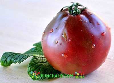 Descripción de la trufa de tomate