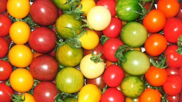 Descripción de la variedad de tomate Cherry Yellow