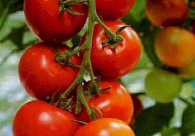 Descripción de la variedad de tomate Dubok
