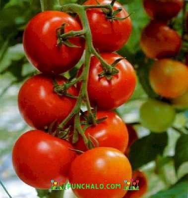 Descripción de la variedad de tomate Dubok