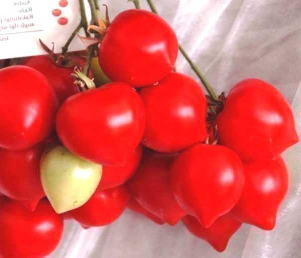 Descripción de la variedad de tomate Yubileiny Tarasenko