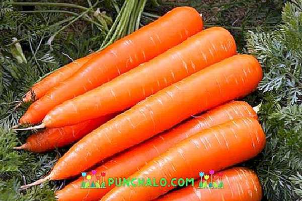 Descripción de la variedad de zanahoria Reina del Otoño