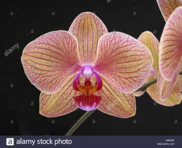 Descripción de labio grande de orquídea Phalaenopsis