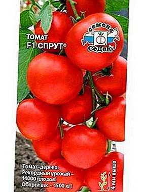 Descripción de las variedades de tomate Pulpo