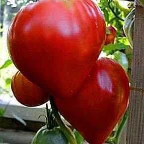 Descripción de los tomates Cardinal