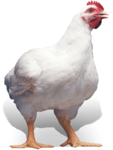 Descripción de pollos de engorde Arbor Aykres