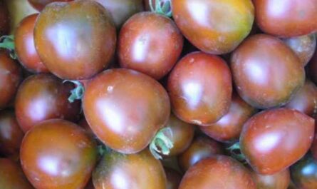 Descripción de tomate De Barao Black