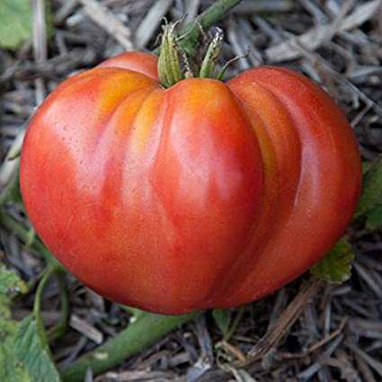 Descripción de tomate Orange Giant