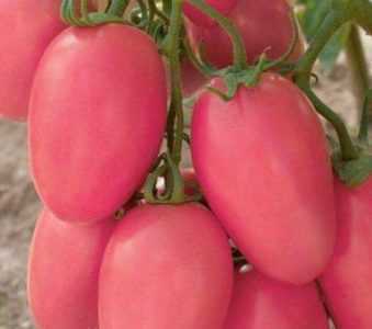 Descripción de tomate rosa Stella