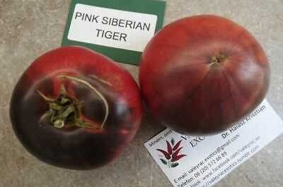 Descripción de tomate tigre siberiano rosa
