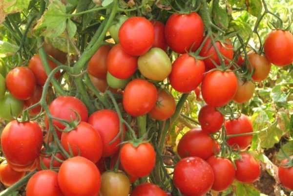 Descripción de tomates Volgogrado precoz 323