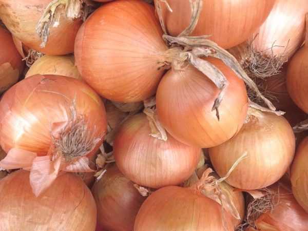 Descripción de variedades de cebollas sturon