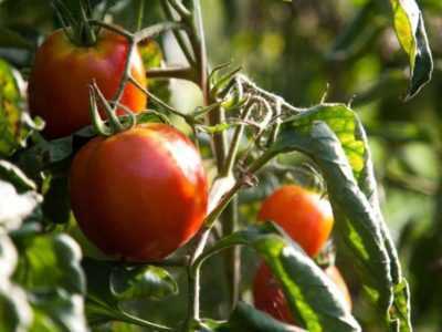 Descripción del amanecer de tomate