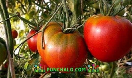 Descripción del tomate Cosmonauta Volkov