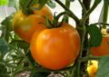 Descripción del tomate siberiano precoz