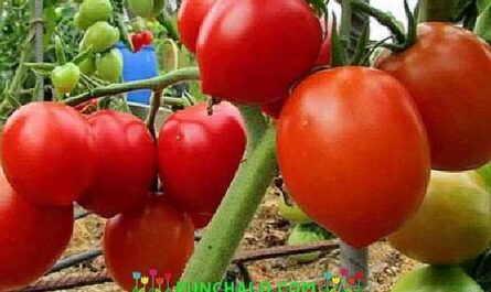 Descripción del tomate Stolypin