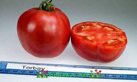 Descripción del tomate Torbay