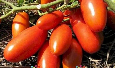 Descripción y características de las variedades de tomate Troika siberiana