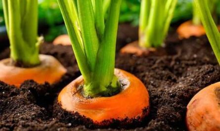 ¿Después de qué cultivos puedo plantar zanahorias?